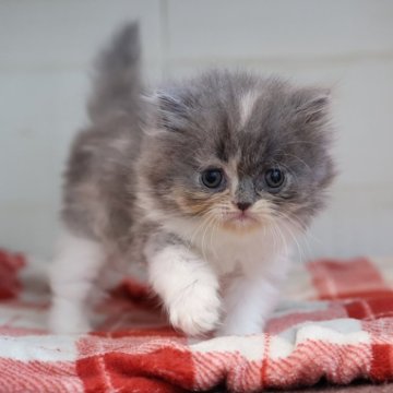 スコティッシュフォールド(立ち耳)【愛知県・女の子・2025年10月27日・ブルーパッチドタビーホワイト】の写真「【立耳】クリスマスにお迎えできるスコちゃん♪」