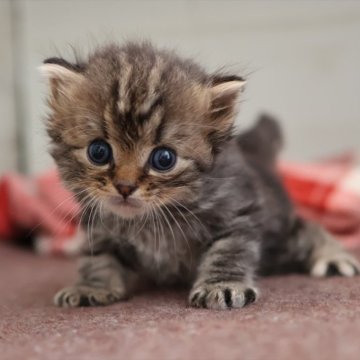 サイベリアン【愛知県・男の子・2025年10月16日・ブラウンタビー】の写真「ブラウン系のサイベリアン（つむぎ母）」