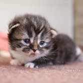 マンチカン(短足)