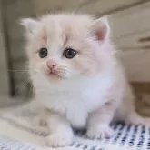 マンチカン(長足)
