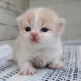 マンチカン(短足)