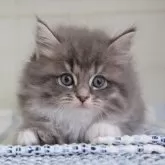 サイベリアン