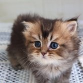 ブリティッシュショートヘア