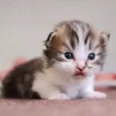 マンチカン(短足)