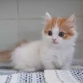 ミヌエット(短足)