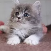 マンチカン(短足)