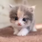 マンチカン(長足)【愛知県・女の子・2025年11月26日・ダイリュートキャリコ】の写真1