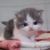 マンチカン(長足)