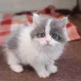 マンチカン(長足)