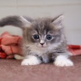 マンチカン(短足)