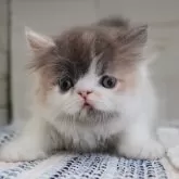 エキゾチックロングヘア