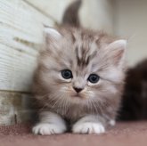 ミヌエット(長足)