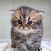 ブリティッシュショートヘア
