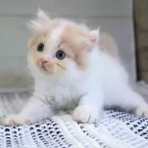 サイベリアン