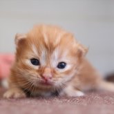 マンチカン(短足)