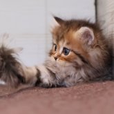 ブリティッシュロングヘア