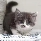 サイベリアン