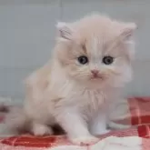 スコティッシュフォールド(立ち耳)