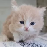 マンチカン(短足)