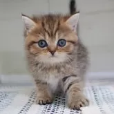 ブリティッシュショートヘア