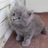 マンチカン(長足)