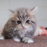 マンチカン(短足)