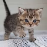 ブリティッシュショートヘア