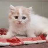 マンチカン(短足)