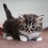 マンチカン(短足)