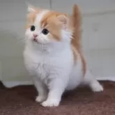 スコティッシュフォールド(折れ耳)