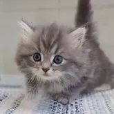 サイベリアン