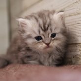 ミヌエット(短足)