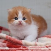 スコティッシュフォールド(折れ耳)