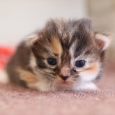 マンチカン(短足)