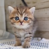 ブリティッシュショートヘア
