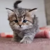 スコティッシュフォールド(立ち耳)