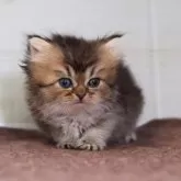ブリティッシュロングヘア