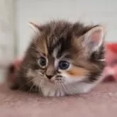 マンチカン(短足)