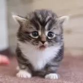 マンチカン(短足)