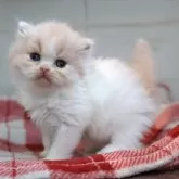 スコティッシュフォールド(立ち耳)