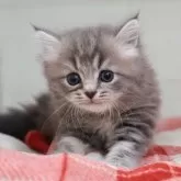 マンチカン(長足)