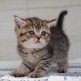 ブリティッシュショートヘア