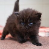 スコティッシュフォールド(立ち耳)