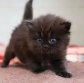 スコティッシュフォールド(立ち耳)