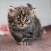 サイベリアン【愛知県・男の子・2025年10月16日・ブラウンタビー】の写真1