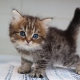 ブリティッシュロングヘア