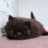 スコティッシュフォールド(立ち耳)