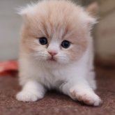 スコティッシュフォールド(折れ耳)