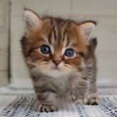 ブリティッシュショートヘア
