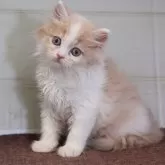 マンチカン(長足)【愛知県・女の子・2025年8月28日・クリームタビーホワイト】の写真1